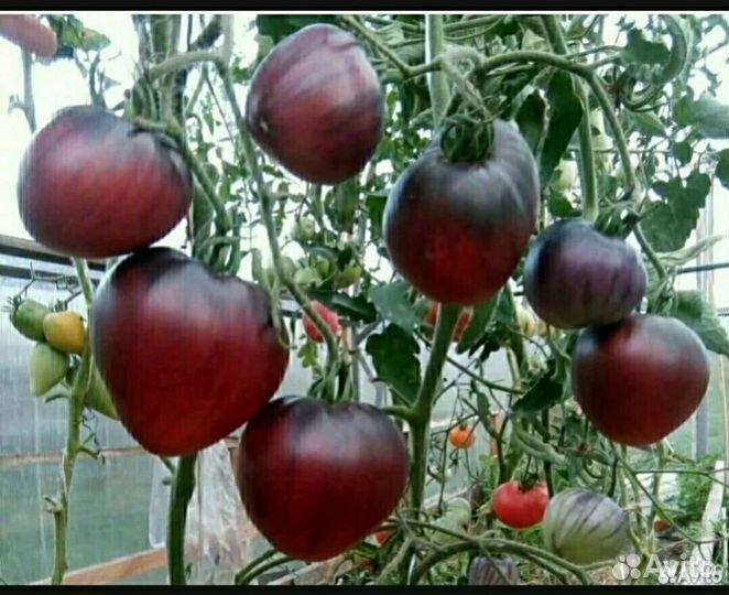 Семена знаменитого томата Сержант Пеппер