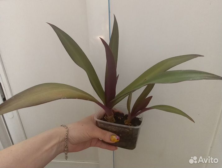 Традесканция разноцветная (Рео, роео)