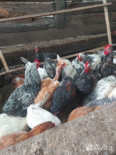 Куры молодки деревенские,петухи