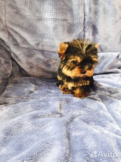 Йоркширский терьер