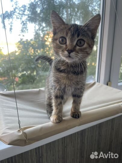 Отдам котенка девочку