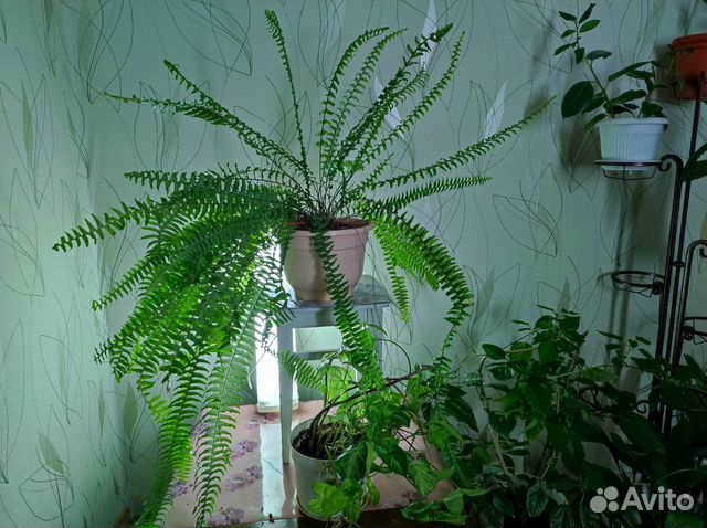 Продам цветы комнатные