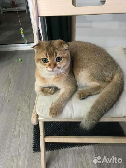 Кот Вязка Шотландская золотая шиншилла