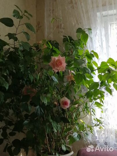 Гибискус китайская роза