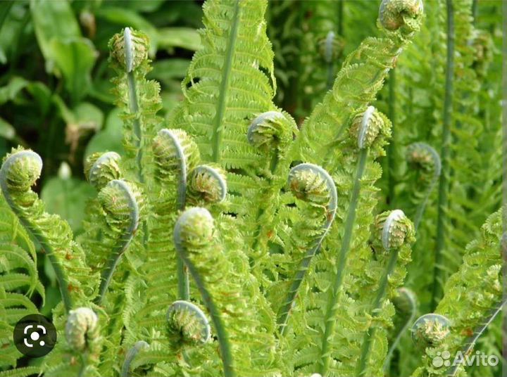 Папоротник