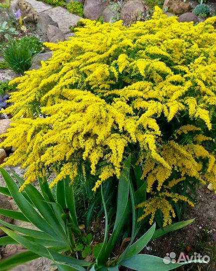 Альбиция обмен на другие цветы