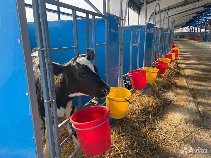 Бокс для телят