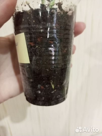 Монстера Адансони минт