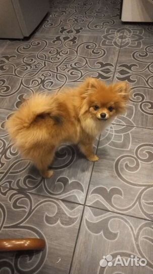 Малый немецкий шпиц