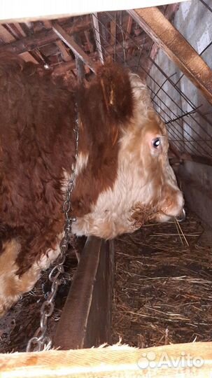 Бык герефорд