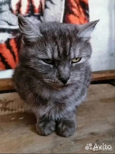 Кошка в дар бесплатно
