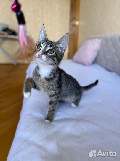 Котята бесплатно