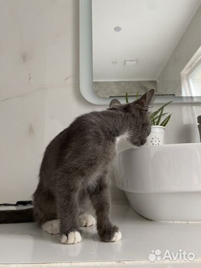 Котенок девочка в добрые руки