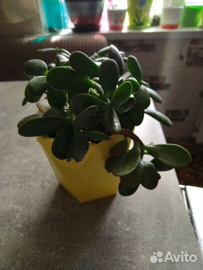 Крассула толстянка