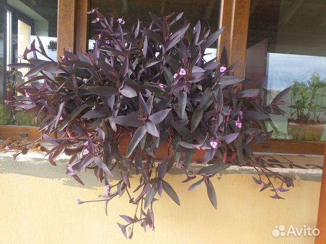 Цветы домашние в горшках