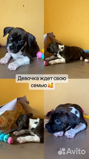 Продам щенки Стаффорда
