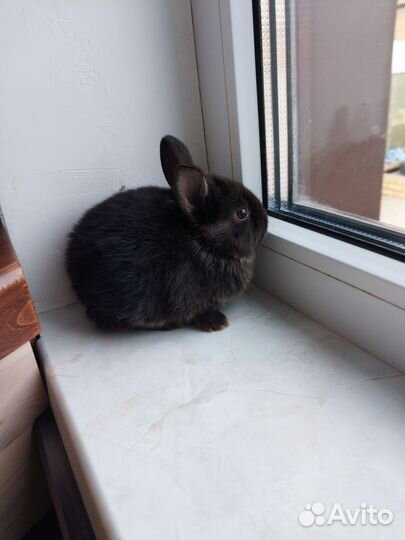 Мини карликовый кролик