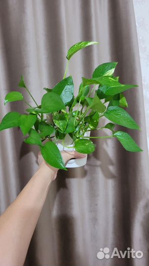 Комнатные растения 3