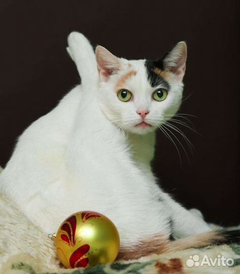 Невероятная кошка Белочка фенотип турецкий ван