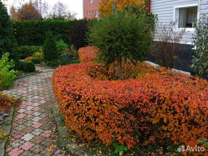 Кизильник блестящий