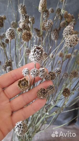 Сухоцветы полевые