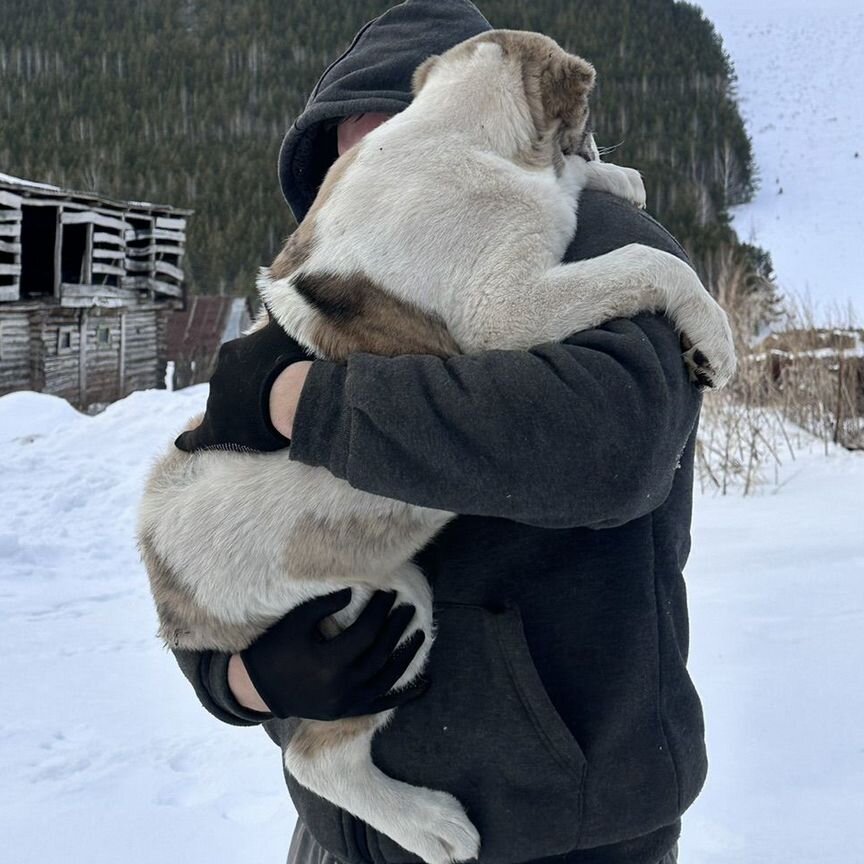 Щенки сао алабай