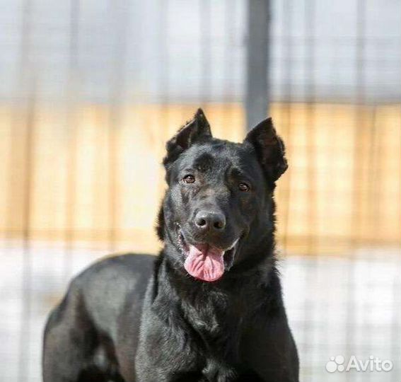 Собака в добрые руки отдам бесплатно