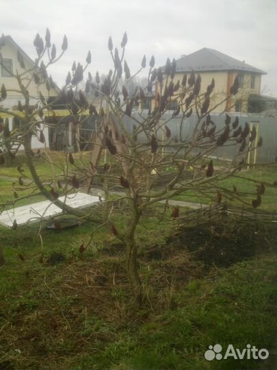 Сумах оленерогий гортензия георгины смородина и др