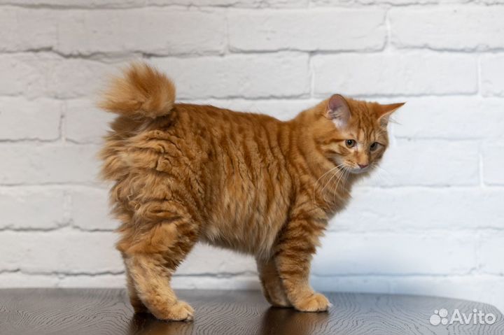 Бобтейл кот рыжий (33 фото)