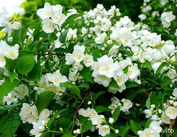Саженцы жасмина садового (чубушника)