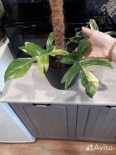 Филодендроны