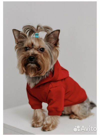 Толстовка (худи) для маленьких собак или кошек