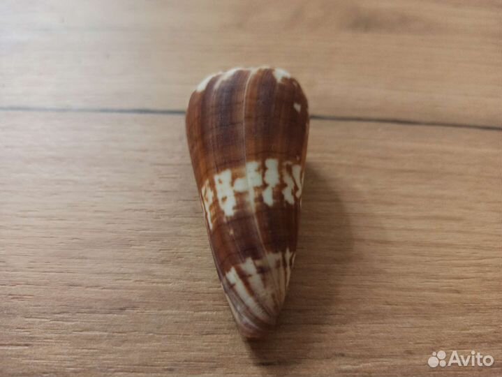 Морская раковина