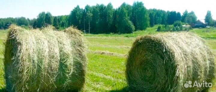 Сено в рулонах