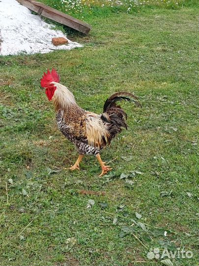 Петух Деревенский