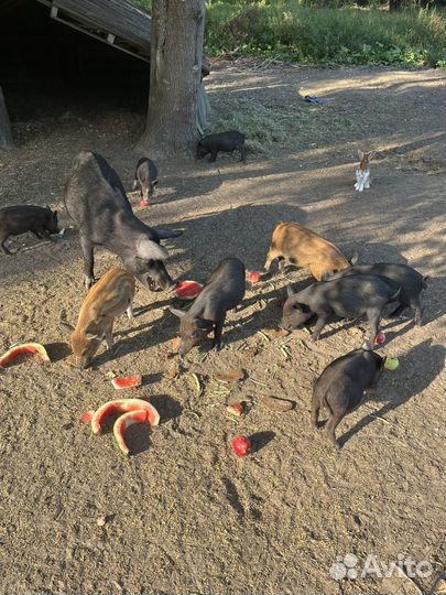 Продам поросят