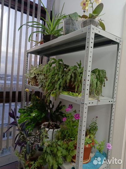 Цветы комнатные от 100