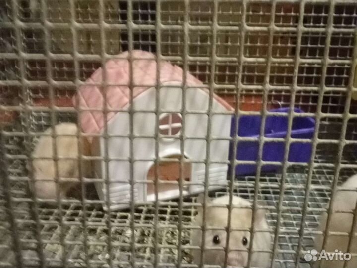 Отдам хомяков