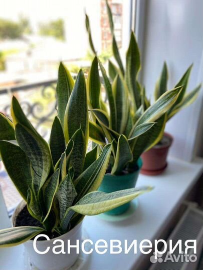 Комнатные цветы