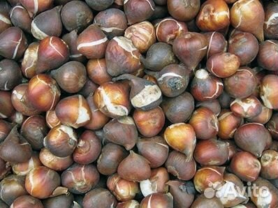 Луковицы тюльпанов опт