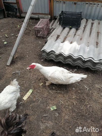 Индоутки семья