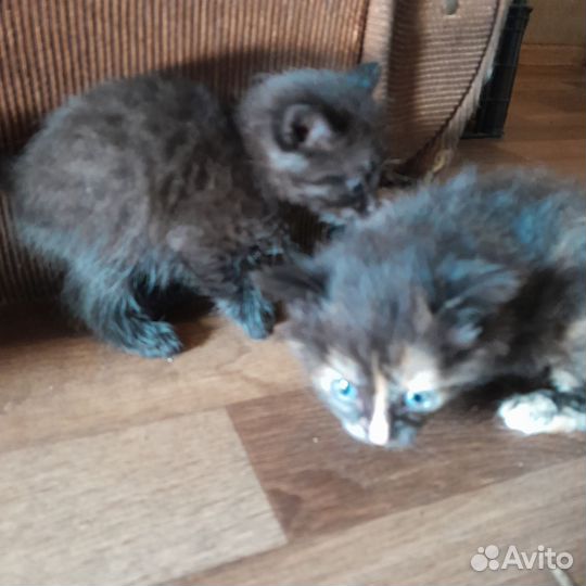 Кошка в дар