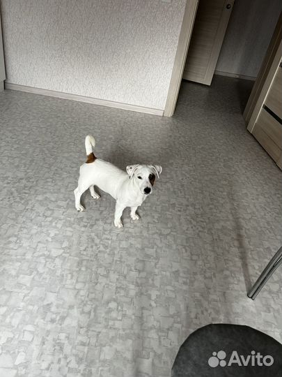 Джек Рассел терьер