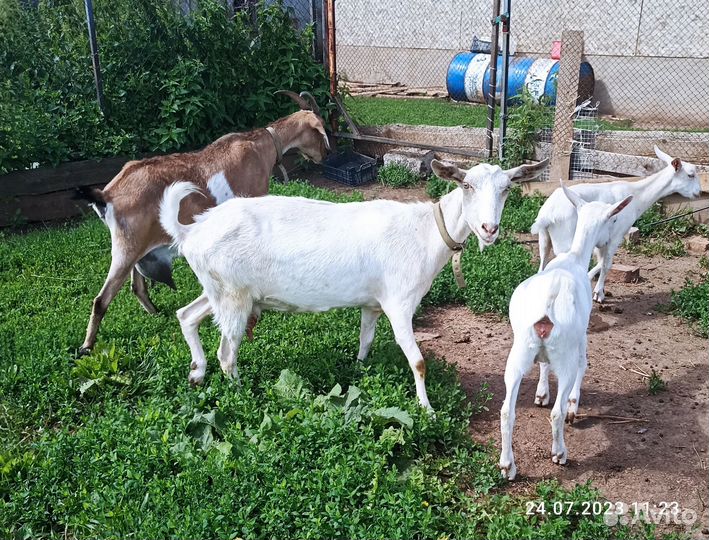 Коза дойная
