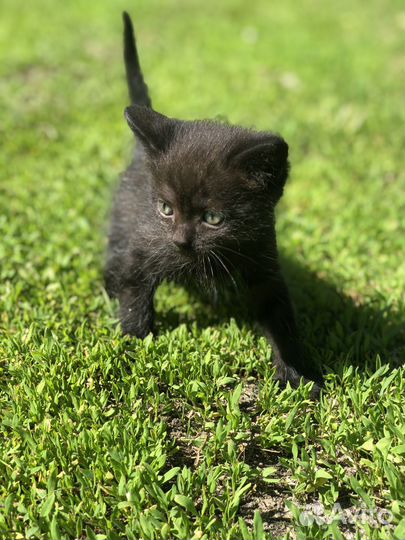 Котята в добрые руки. Один месяц, приучены к лотку