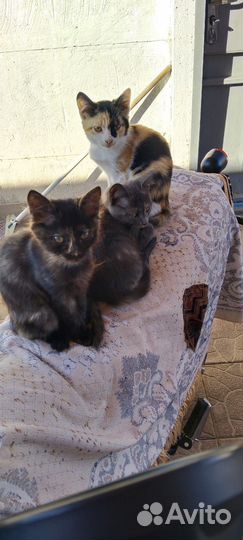 Отдам в очень добрые руки кошечек
