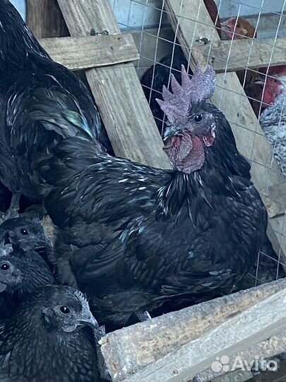 Молодые петухи Ухэйилюй в с.Великовечном