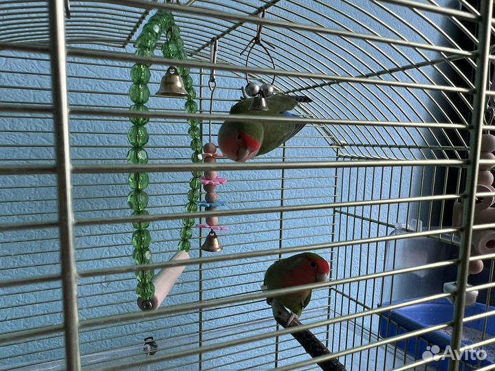 Попугай неразлучники с клеткой вместе