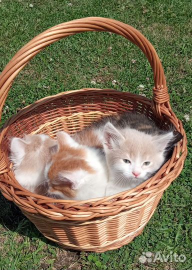 Котята в добрые руки бесплатно