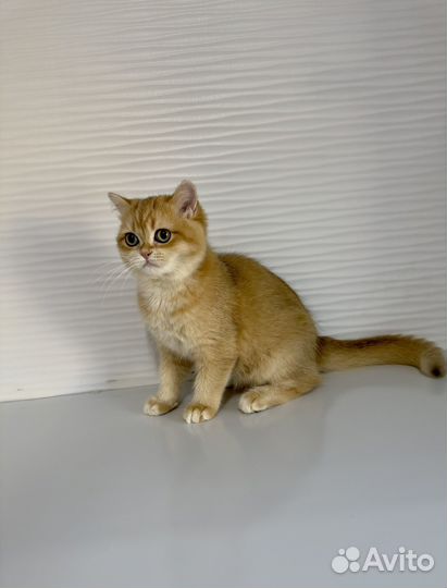 Британские котята